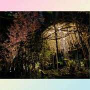 ヒメ日記 2026/03/07 01:15 投稿 乙葉(おとは) 渋谷蘭の会