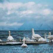 ヒメ日記 2026/02/23 08:38 投稿 りほ フォーシーズン