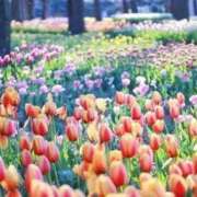 ヒメ日記 2026/04/11 12:08 投稿 りほ フォーシーズン