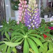 樹 今日は残念！ 出会い系人妻ネットワーク さいたま～大宮編