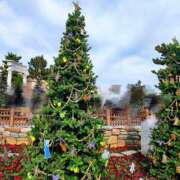 ヒメ日記 2025/12/16 11:47 投稿 れい 桜フェアリーテイル