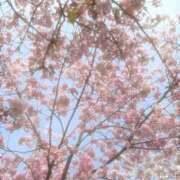 ヒメ日記 2026/04/01 13:59 投稿 すい♡イチャイチャ好きMっ子♡ ぴゅあぱい熊本♡ぽちゃかわ巨乳専門♡誠実すぎる風俗♡返金保証店♡