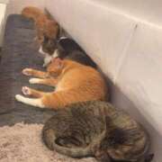 ヒメ日記 2026/02/02 19:20 投稿 なつき FAIRY Fukuoka Nakasu