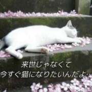 ヒメ日記 2026/02/11 12:20 投稿 なつき FAIRY Fukuoka Nakasu