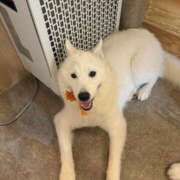 アリス 好きな曲は？🎶 EN