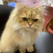 ヒメ日記 2026/03/21 17:18 投稿 奈菜（なな） NOA（ノア）