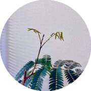 ヒメ日記 2026/03/14 17:46 投稿 なつき おじさま大好き素人オナクラ谷九店