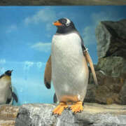 ヒメ日記 2025/12/13 23:15 投稿 よつば 奥鉄オクテツ東京店（デリヘル市場）