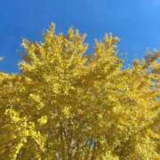 ヒメ日記 2025/11/27 09:20 投稿 みなみ FAIRY Fukuoka Nakasu