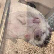 ヒメ日記 2026/04/21 02:26 投稿 亀梨～KAMENASHI～ BBW大宮店