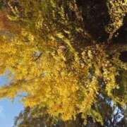 ヒメ日記 2025/11/22 11:04 投稿 しほ 逢って30秒で即尺