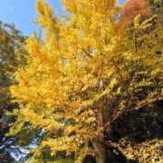 ヒメ日記 2025/11/22 12:08 投稿 しほ 逢って30秒で即尺