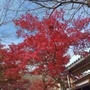 ヒメ日記 2025/11/23 16:57 投稿 しほ 逢って30秒で即尺