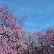 ヒメ日記 2026/04/06 07:37 投稿 るみ ハピネス東京