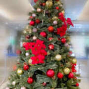 ヒメ日記 2025/12/06 00:05 投稿 ねね VIVIDCREW 梅田堂山店