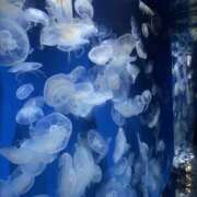 ヒメ日記 2025/12/29 21:34 投稿 ねね VIVIDCREW 梅田堂山店