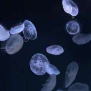 ヒメ日記 2025/11/30 10:49 投稿 ペロリスト・S・かなみ 千葉松戸ちゃんこ