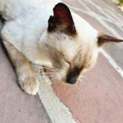 ペロリスト・S・かなみ 19時から出勤になりまちた 千葉松戸ちゃんこ