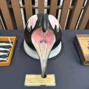 ペロリスト・S・かなみ 急遽お休みで。 千葉松戸ちゃんこ