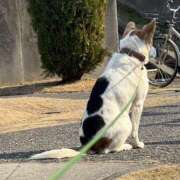 ふうか ふうか（clubさくら難波店） clubさくら難波店