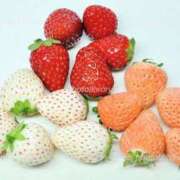 ヒメ日記 2025/12/15 07:35 投稿 えいみ 奥鉄オクテツ東京店（デリヘル市場）