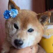 ヒメ日記 2025/11/24 17:58 投稿 れいな 熟女の風俗最終章 沼津店