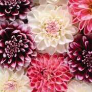 ヒメ日記 2026/01/05 23:46 投稿 まさみ 錦糸町ミセスアロマ（ユメオト）