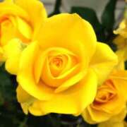 ヒメ日記 2026/01/17 22:01 投稿 まさみ 錦糸町ミセスアロマ（ユメオト）