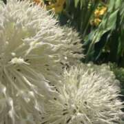 ヒメ日記 2026/01/23 21:47 投稿 まさみ 錦糸町ミセスアロマ（ユメオト）