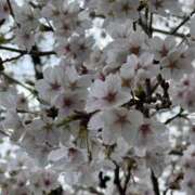 ヒメ日記 2026/03/30 22:14 投稿 まさみ 錦糸町ミセスアロマ（ユメオト）