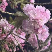 ヒメ日記 2026/04/20 00:23 投稿 まさみ 錦糸町ミセスアロマ（ユメオト）