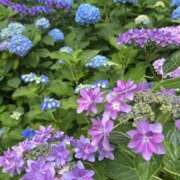 ヒメ日記 2026/06/01 01:56 投稿 まさみ 錦糸町ミセスアロマ（ユメオト）
