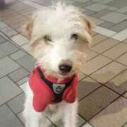 林乱 舐め犬? 五十路マダムエクスプレス横浜店（カサブランカグループ）