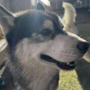 ヒメ日記 2026/01/14 21:33 投稿 レナ セクシーキャット 小田原店