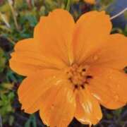 ヒメ日記 2025/11/27 08:02 投稿 みみ 出会い系人妻ネットワーク さいたま～大宮編