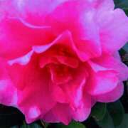 ヒメ日記 2025/11/30 09:42 投稿 みみ 出会い系人妻ネットワーク さいたま～大宮編