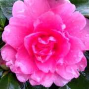 ヒメ日記 2025/12/15 09:52 投稿 みみ 出会い系人妻ネットワーク さいたま～大宮編