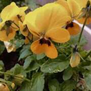 ヒメ日記 2025/12/15 12:42 投稿 みみ 出会い系人妻ネットワーク さいたま～大宮編