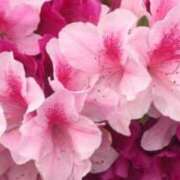 瑛奈(えな) Ｎ様へ…💌💗 可憐な妻たち 高崎店