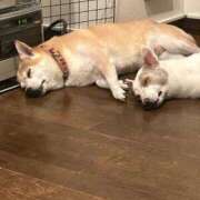 ヒメ日記 2025/12/18 07:59 投稿 ねむ SOAPLAND COSPA SAPPORO