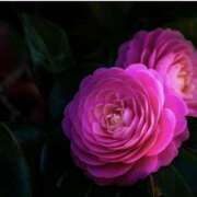 ヒメ日記 2026/03/20 09:00 投稿 長門 誘惑マル秘ミセス