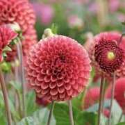 ヒメ日記 2026/04/12 13:00 投稿 長門 誘惑マル秘ミセス