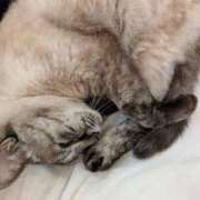 ヒメ日記 2025/12/22 01:12 投稿 ましろ 深海魚