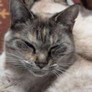 ましろ ごめんね。ずっと体調が悪い 深海魚