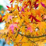 ヒメ日記 2025/12/13 17:39 投稿 新人かえで 清楚系美女専門店PLATINUMプラチナム四日市店