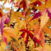 ヒメ日記 2025/12/14 14:13 投稿 新人かえで 清楚系美女専門店PLATINUMプラチナム四日市店