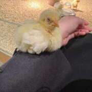 ゆき 昨日はありがとう💓 白いぽっちゃりさん仙台店