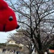 ヒメ日記 2026/03/31 19:11 投稿 小夜(さよ) Chaleur (シャルール)