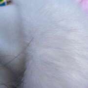 ヒメ日記 2025/12/22 12:33 投稿 るな 福盛