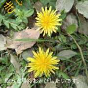 ヒメ日記 2026/04/21 13:57 投稿 きいろ 熟女家 堺東店